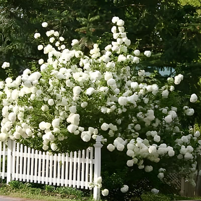 2 Japanese Snowball Bush Live Plants | Snowball Bush Live Plant for Gardens | 1–2 Feet Tall Bare Root Shrubs | Great for Borders, Hedges, and Landscape Design