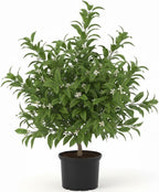 Live Meyer Lemon Tree | 1–2 Ft Tall Citrus Plant | Sweet, Juicy Lemons for Cooking, Drinks, and Home Gardening | No Ship to CA,HI,AK