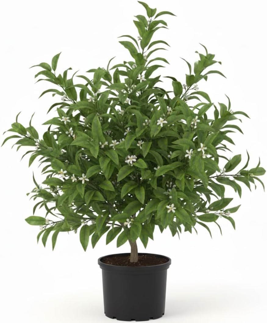 Live Meyer Lemon Tree | 1–2 Ft Tall Citrus Plant | Sweet, Juicy Lemons for Cooking, Drinks, and Home Gardening | No Ship to CA,HI,AK