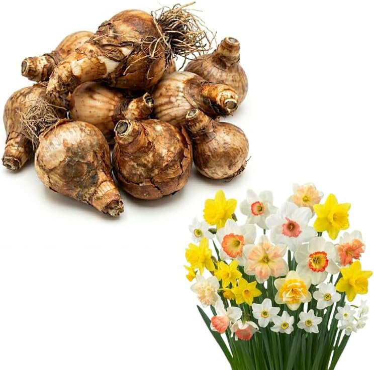 10 Mixed Daffodil Bulbs for Planting, Easy to Grow, Low Maintenance Double Daffodil Bulbs, Long Lasting Blooms for Outdoor Garden