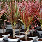 Dragon Tree Live Plant, Dracaena Marginata in 6 Inch Pot, Easy to Maintain Indoor Houseplant, Suitable for Home & Office Décor, Great Birthday Gift