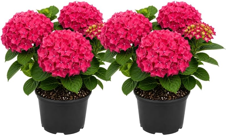 2 Hydrangea Plants Live, Hydrangea Macrophylla Live 4-6 Inch Tall, Grow Robust Floral Clusters for Borders & Outdoor Landscapes