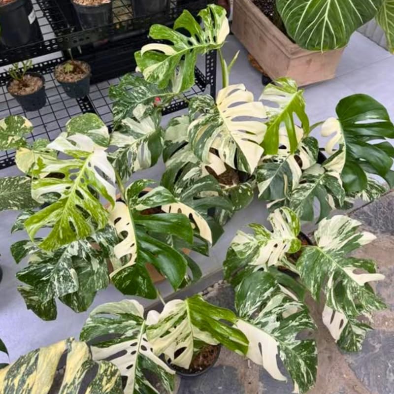 Monstera Thai Constellation Live Plant 4 Inch Tall | Variegated Monstera Plant Live | Tropical Indoor Houseplant for Shelf, Desk or Living Space