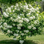 2 Japanese Snowball Bush for Planting – 6–12 Inch Live Viburnum Plant Live | Hardy White Blooming Plants for Borders & Landscapes