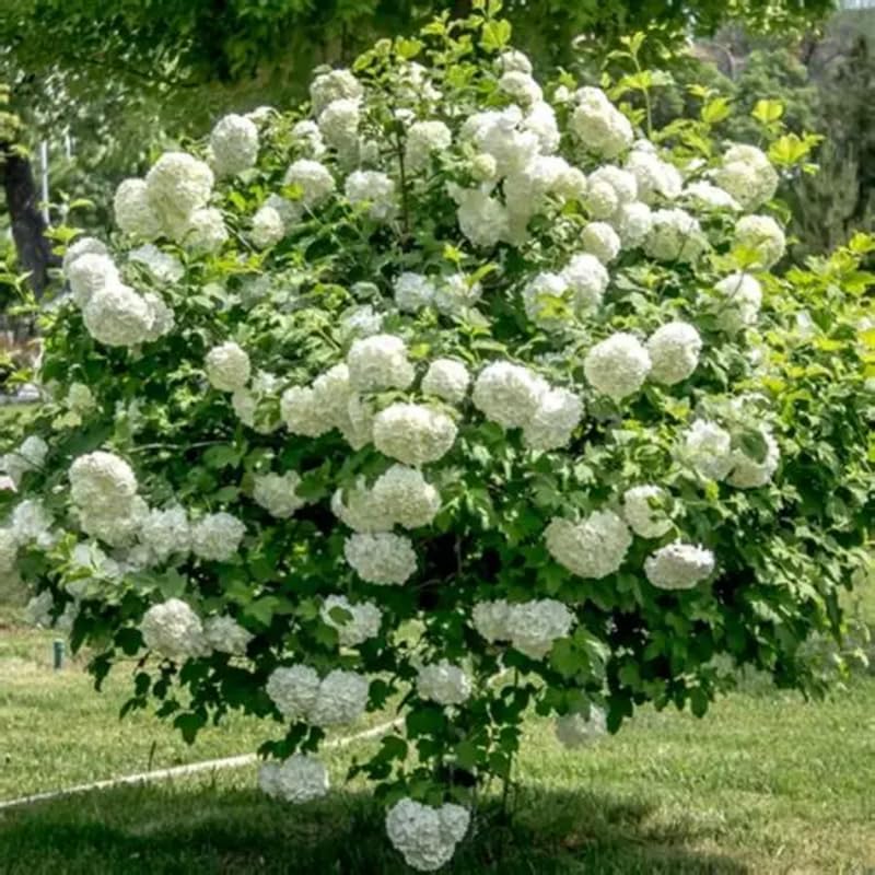 2 Japanese Snowball Bush for Planting – 6–12 Inch Live Viburnum Plant Live | Hardy White Blooming Plants for Borders & Landscapes