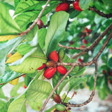 Miracle Berry Fruit Plant Live, 12-14” Tall in 3 Gal Pot, Fast Growing Fruit Trees Live Plants Ready to Fruit, Cold Hardy Tropical Fruit Trees (No Ship to CA, HI, AK)