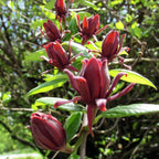 Sweet Shurb Bush Live Plant, Carolina Allspice, Well-Rooted 12-18" Potted in 4" Pot, Cold-Hardy Sweet Shrub for Home Gardens