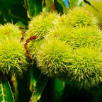 2 Chinese Chestnut Tree Live Plant – 2 to 3 Ft Tall | Hardy Fruit Tree Producing Edible Chestnuts | Fast-Growing Tree for Home Orchard