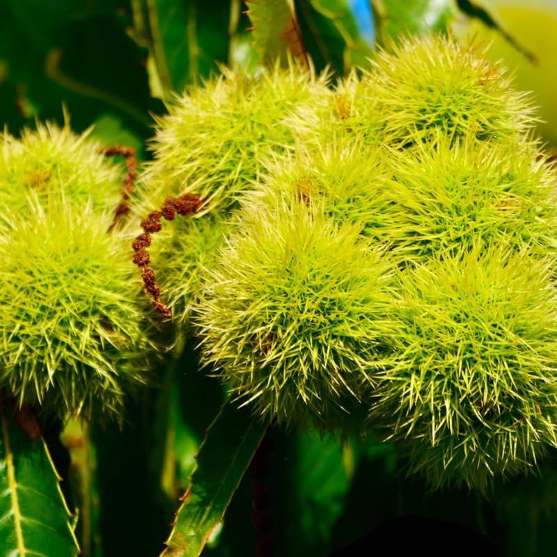 2 Chinese Chestnut Tree for Planting – 2–3 Ft Tall Live Fruit Tree | Edible Chestnut Producer | Hardy, Fast-Growing Nut Tree for Yards