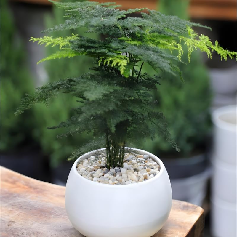 Asparagus Fern Live Plants in 4’’ Inch Pot | Soft Feathery Asparagus Setaceus | Easy-Care Indoor Houseplant for Home & Office Décor