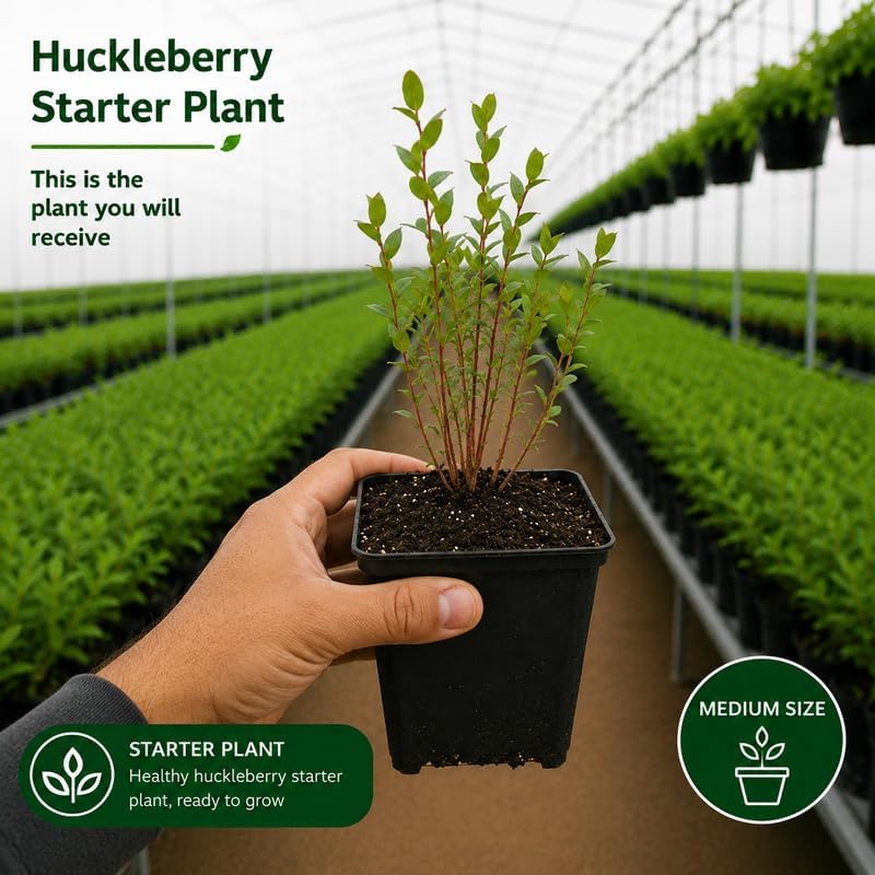Small Huckleberry Plant Live for Planting in Pot, Easy Care, Native Berry Bush with Sweet Edible Fruit, Suitable for Outdoor Garden & Borders
