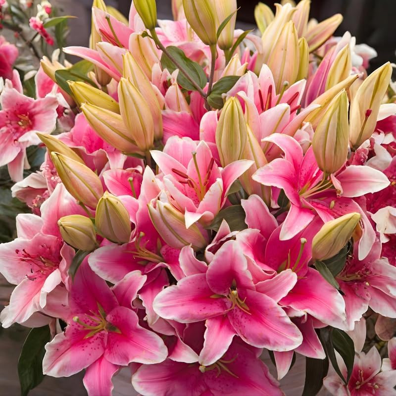 Oriental Lily Bulbs, Lily Bulbs for Spring Planting, 5 Pack Premium 12/14 Size, Easy to Grow Summer Flowering Bulbs for Potted Décor