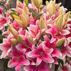 Oriental Lily Bulbs, Lily Bulbs for Spring Planting, 5 Pack Premium 12/14 Size, Easy to Grow Summer Flowering Bulbs for Potted Décor