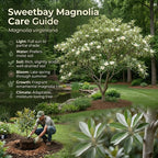 (No Ship to CA,HI,AK) Sweetbay Magnolia Tree Live Plant, 3 Feet Tall in 3 Gallon Pot, Vigorous Cold-Hardy Flowering Plant, Sturdy Low Maintenance Shade Tree with Fragrant White Blooms