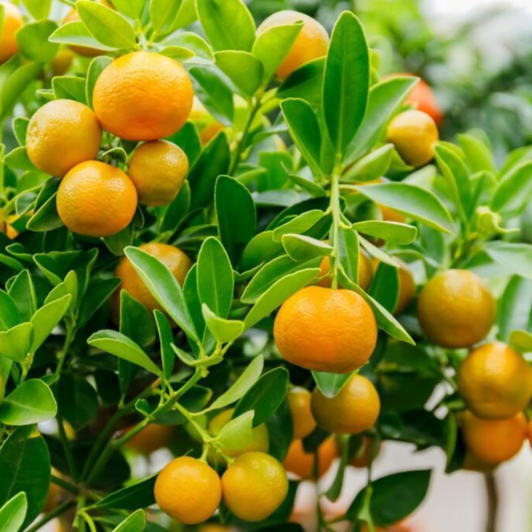 Hamlin Orange Tree for Planting | 2.5–3 Ft Live Citrus Plant | Easy-Grow Edible Fruit Tree for Home Gardens & Patios | No Ship to CA,HI,AK