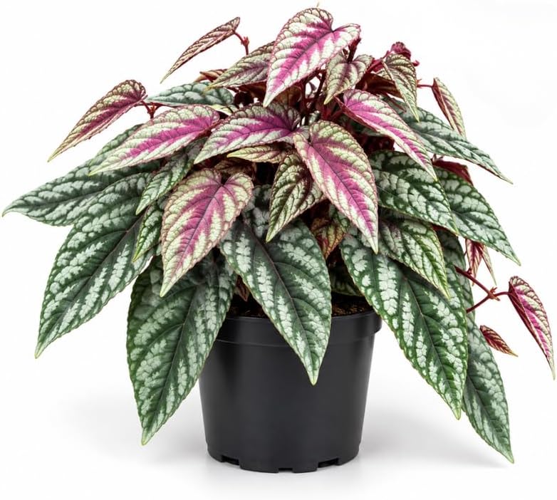 Cissus Discolor Plant, Rex Begonia Live Plant in 6" Pot