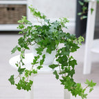 Green English Ivy Indoor Plant in 4 Inch Pot | Fast-Growing English Ivy Live Plant for Fresh Indoor Greenery | Low-Maintenance Trailing Houseplant for Windowsills, Shelves & Hanging Displays