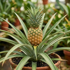 Pineapple Live Plant Starter, 6" Pot Tropical Fruit Plant, Vigorous Edible Bromeliad for Backyard Gardens & Containers, Easy to Care Exotic Harvest