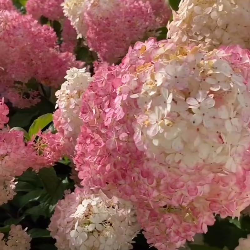 2 Hardy Pee Gee Hydrangea Live Plants | 1-2 Feet Tall Bare Root Seedlings | Paniculata Flowering Shrub | Fast-Growing Tree