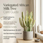 African Milk Tree, 3 Inch Potted Euphorbia Trigona, Low Maintenance Indoor Succulent with Upright Stems for Home & Office Decor