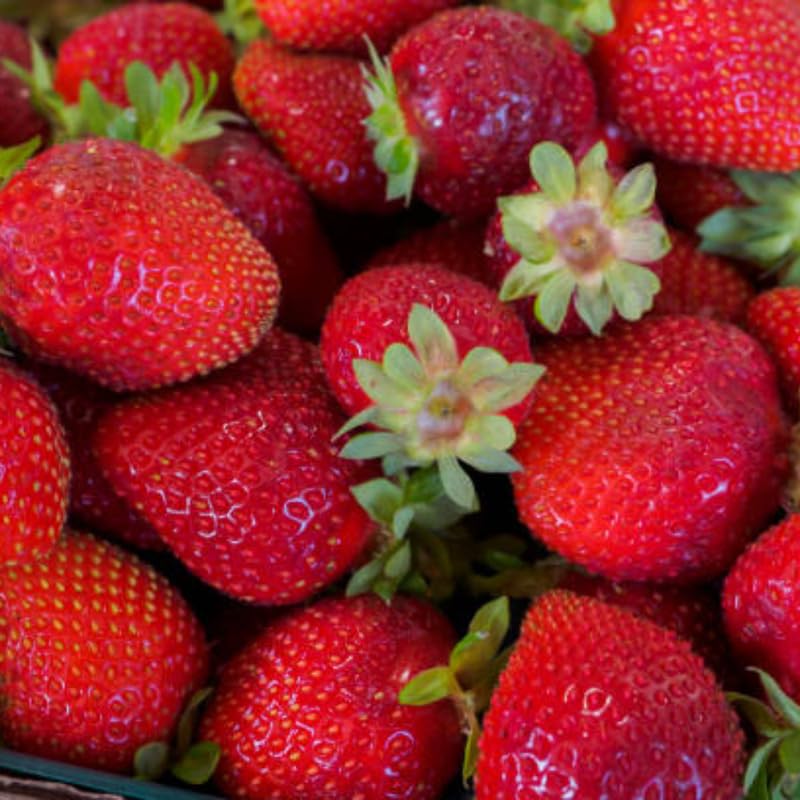 Strawberry Roots for Planting, Sparkle Strawberry, 50 Per Pack, Large Fruit Bearing Perennial, Junebearing Plants for Backyard and Garden