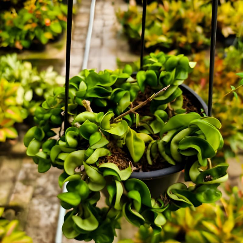 Hoya Rope Plant, Hoya Hindu Rope in 3" Pot, Easy Care Indoor Greenery, Curled Wax Foliage for Shelves and Small Spaces