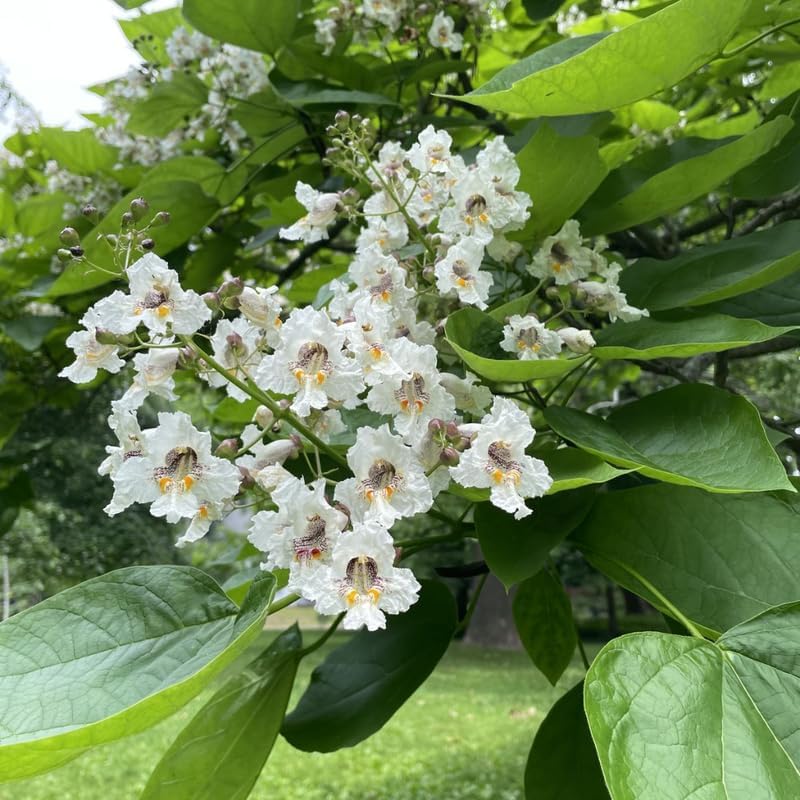 10 Catalpa Tree Plant Live – Catalpa Native Seedlings 1–2 Feet Tall | Easy to Grow Outdoor Trees for Backyard Shade & Wildlife Habitat