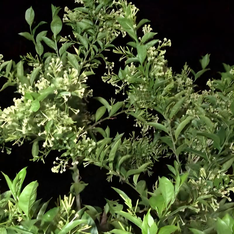 Night Blooming Jasmine Plant Live, 8" Bare Root Seedling, Fast Growing Cestrum Nocturnum Shrub, Well-Rooted Plant for Home and Garden