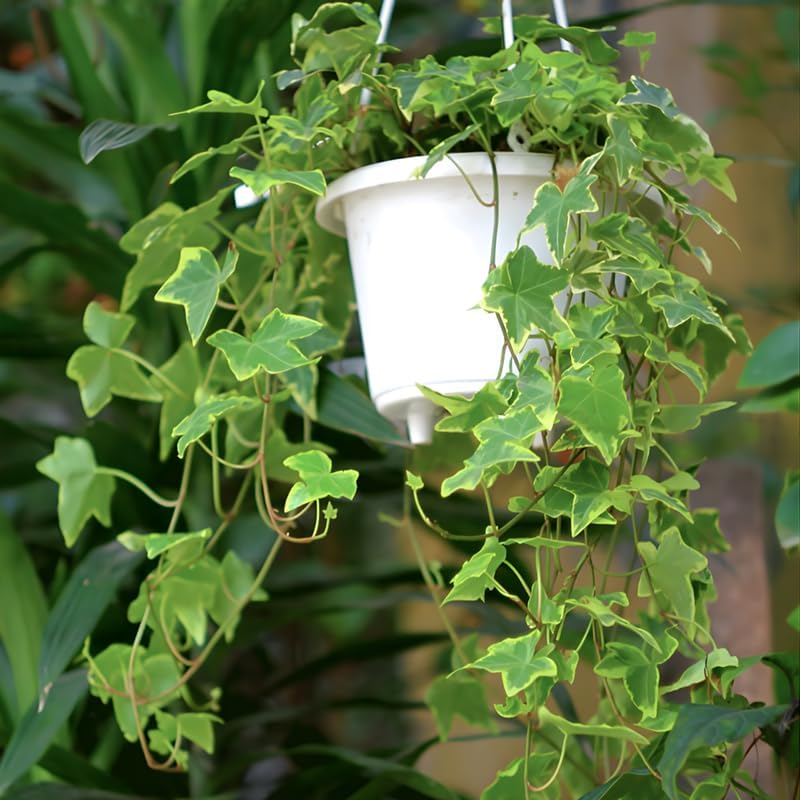 Gold Child English Ivy Live Plants in 4” Inch Pot | Hardy Gold Child English Ivy Indoor Plant for Fresh Home Greenery | Low-Maintenance English Ivy Houseplant Ideal for Home Décor