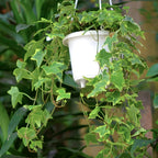 Gold Child English Ivy Live Plants in 4” Inch Pot | Hardy Gold Child English Ivy Indoor Plant for Fresh Home Greenery | Low-Maintenance English Ivy Houseplant Ideal for Home Décor