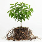 Lemon Eucalyptus Plant Live – Medium Size, Fast Growing & Sun-Loving Live Eucalyptus Tree Plants for Patio, Porch and Deck