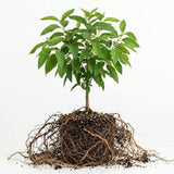 Lemon Eucalyptus Plant Live – Medium Size, Fast Growing & Sun-Loving Live Eucalyptus Tree Plants for Patio, Porch and Deck