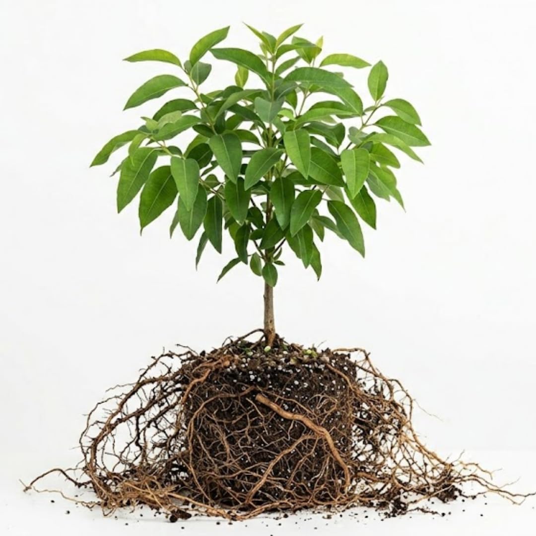 Lemon Eucalyptus Plant Live – Medium Size, Fast Growing & Sun-Loving Live Eucalyptus Tree Plants for Patio, Porch and Deck