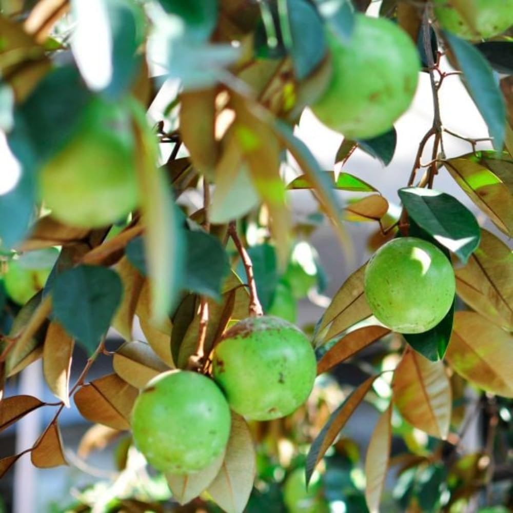 Green Caimito Seedling Plant Potted Fruit Tree | 30 – 36 Inches Tall | Green Star Apple Live Fruit Tree for Planting | Smooth Fuit Easy-Care Outdoor Plant | No Ship to CA,HI,AK