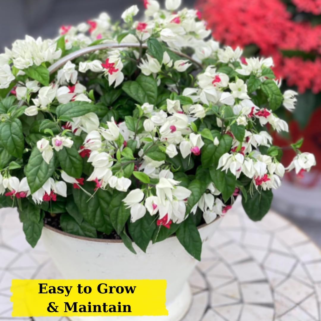 3 Live Bleeding Heart Plants | 4 to 5 Inch Tall | Clerodendrum Plant with White Blossoms | for Trellises, Patios, or Balconies