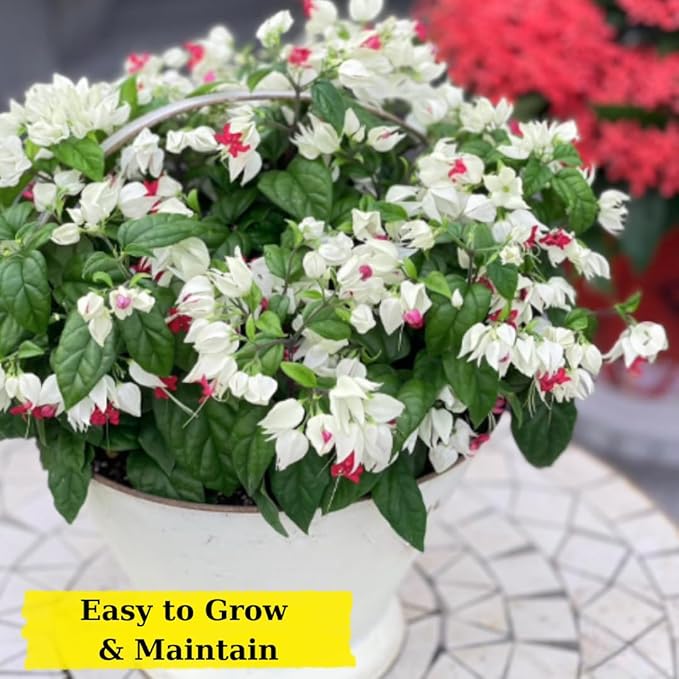 Bleeding Heart Plant Live | 3 to 4 Inch Tall | Clerodendrum Houseplant with White Blossoms, Ready for Plant Outdoor Garden or Patios, Pot Not Included