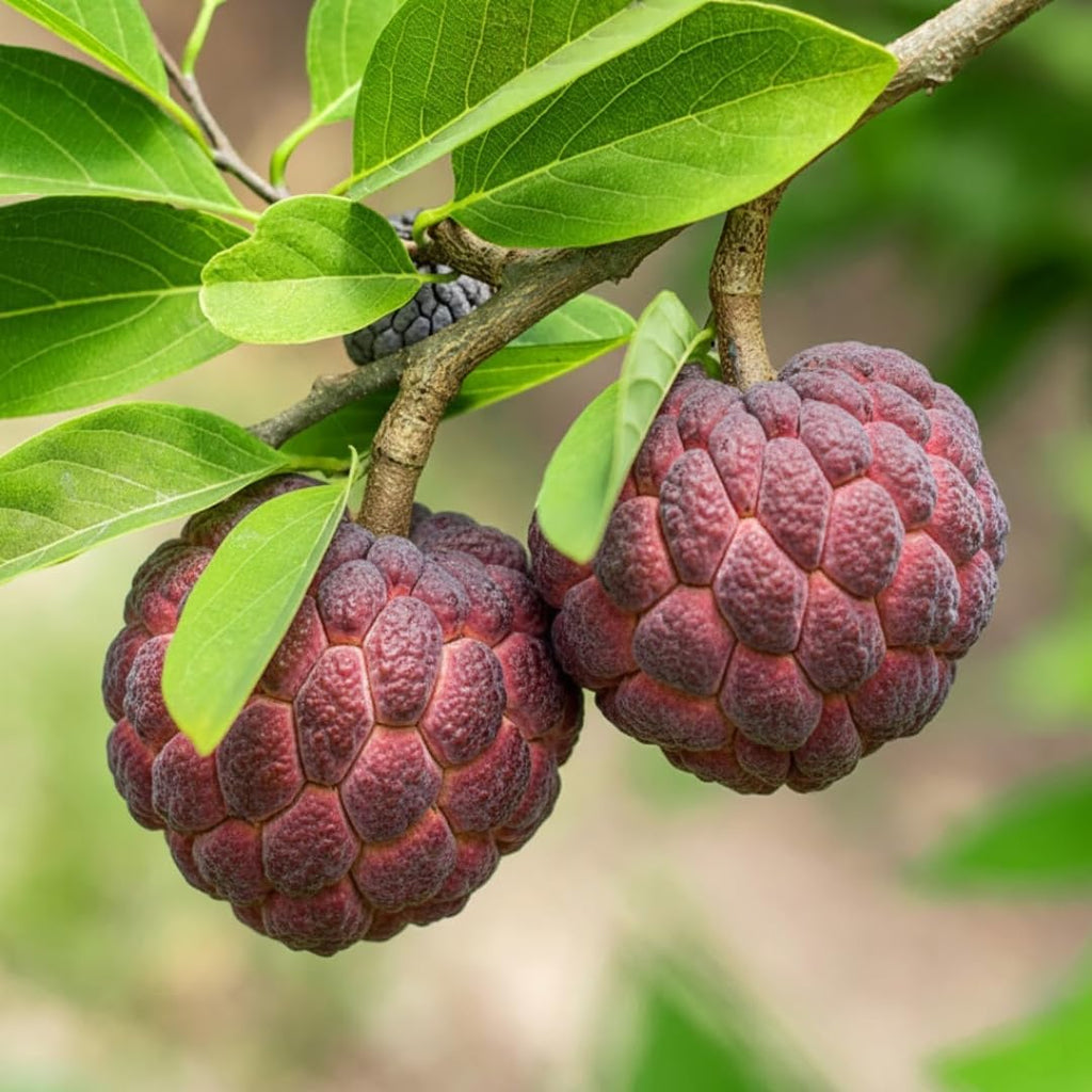 Red Sugar Apple Tree Live Plant | 2.5–3 Ft Tropical Fruit Tree | Perfect for Home Gardens, Patios, and Container Growing | No Ship to CA,HI,AK