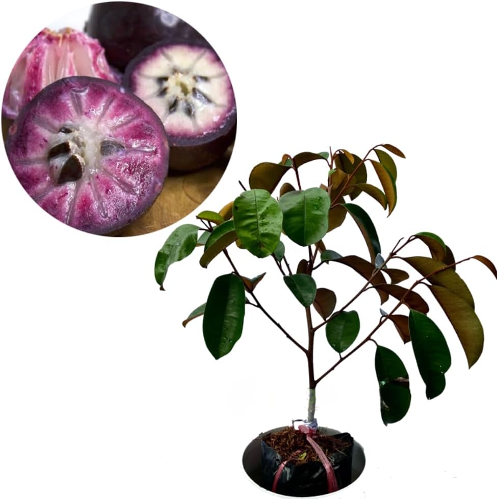 Purple Caimito Seedling Plant Potted Fruit Tree | 30 – 36 Inches Tall | Purple Star Apple Live Fruit Tree for Planting | Smooth Fuit Easy-Care Outdoor Plant | No Ship to CA,HI,AK