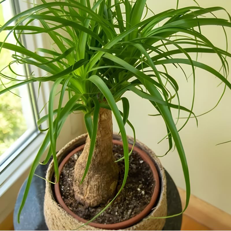 Pony Tail Palm Live Plant in 4” Inch Pot | Elephant’s Foot Live Trees | Easy to Maintain Indoor Housplant | Suitable for Home & Office Décor | Great Birthday Gift