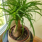 Pony Tail Palm Live Plant in 4” Inch Pot | Elephant’s Foot Live Trees | Easy to Maintain Indoor Housplant | Suitable for Home & Office Décor | Great Birthday Gift