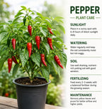 2 Habanero Pepper Plants Live, 2.5" Pot Live Pepper Plants, Fast Growing, Low Maintenance Chili Pepper for Backyard Kitchen Garden
