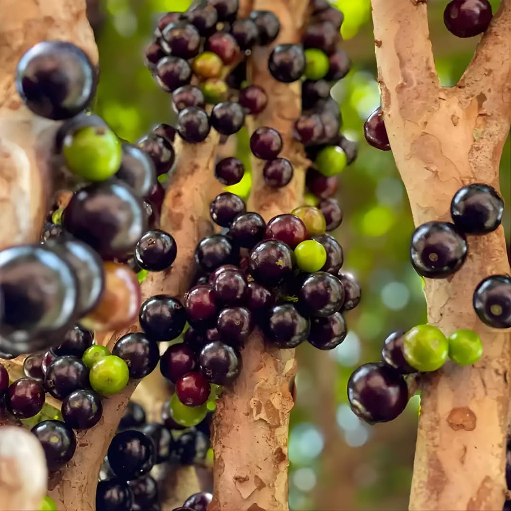 Jaboticaba Tree Live Plant | Jabuticaba Plant for Planting | 2.5–3 Ft Live Potted Tropical Fruit | Compact Sweet Berry Tree for Gardens Balconies & Yards | No Ship to CA,HI,AK
