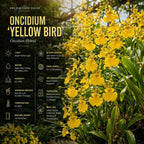 2 Yellow Oncidium Orchid, Dancing Lady Flower Plant, Vigorous Tropical Indoor Houseplant, Bright Yellow Blooms for Garden & Balcony