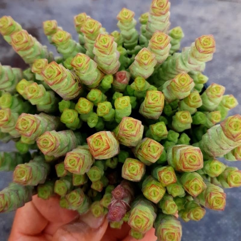 String of Buttons Succulent Live for Planting | Rooted Crassula Perforata in 2 Inch Pot | Rare House Plant for Home & Office Decor