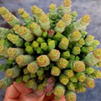 String of Buttons Succulent Live for Planting | Rooted Crassula Perforata in 2 Inch Pot | Rare House Plant for Home & Office Decor