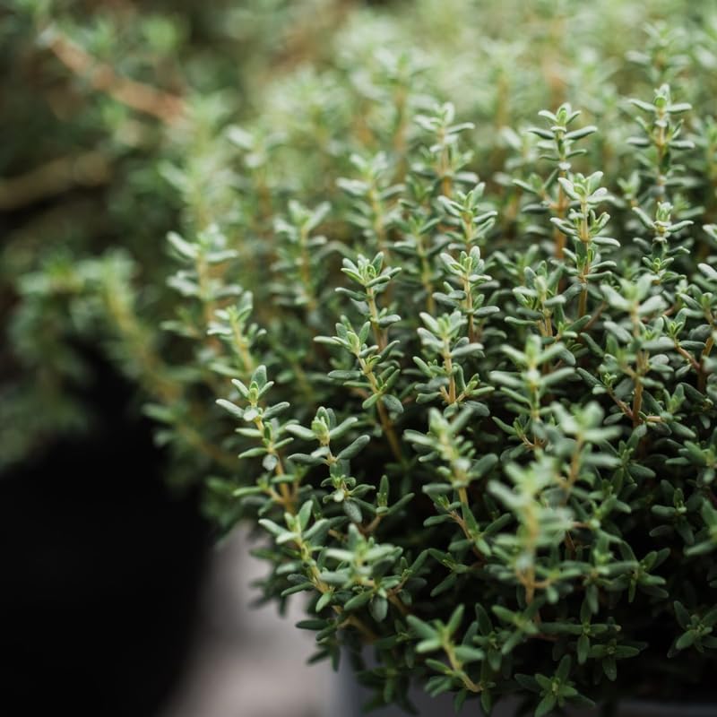 Thyme Plant, French Thyme Herb,4" Tall, Aromatic Culinary Herb, Well-Rooted, Drought Tolerant & Cold-Hardy Edible Plant