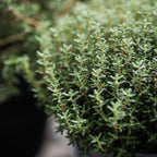 Thyme Plant, French Thyme Herb,4" Tall, Aromatic Culinary Herb, Well-Rooted, Drought Tolerant & Cold-Hardy Edible Plant
