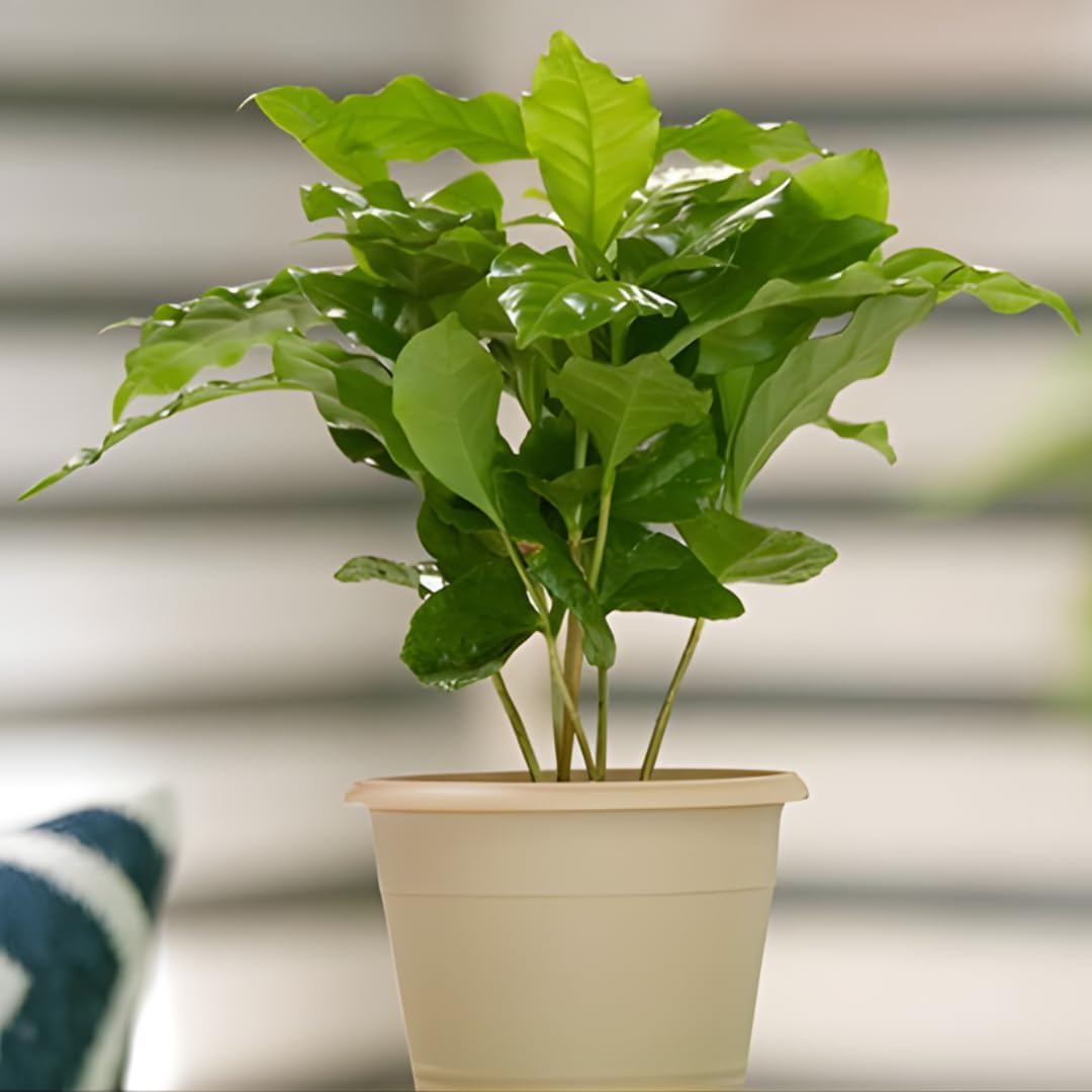 Arabica Coffee Plant Live in 4" Inch Pot | Coffea Arabica Houseplant with Glossy Green Leaves | Easy-Care Indoor Plant for Home, Office & Collections