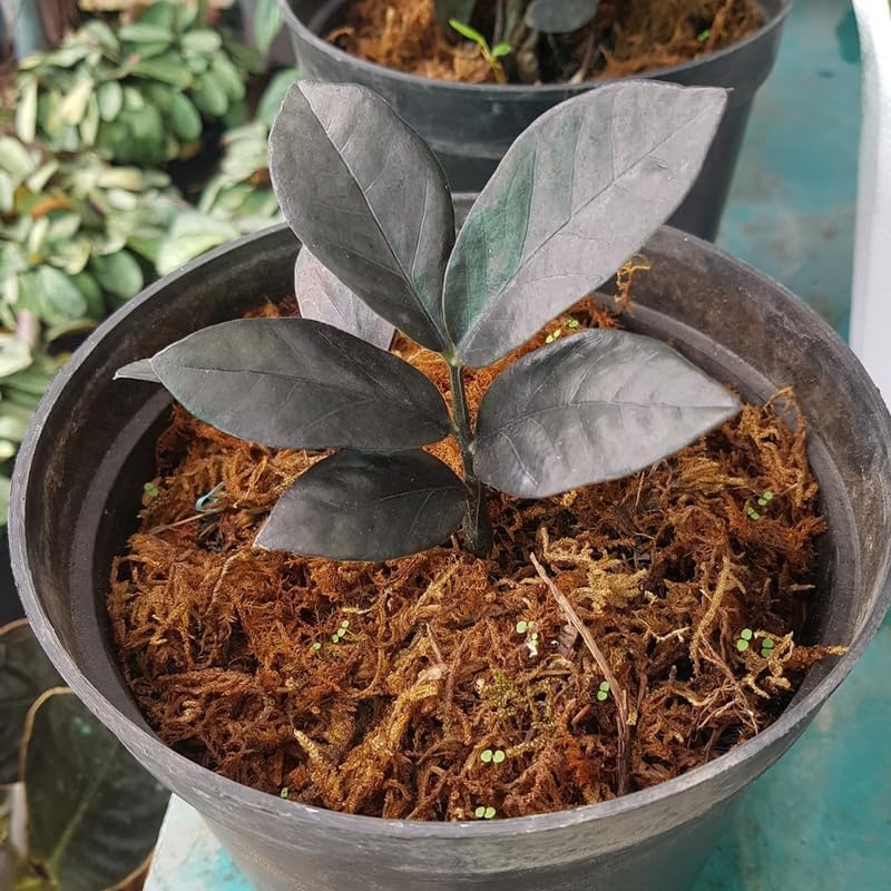 Black ZZ Plant Live in 6’’ Inch Pot | ZZ Plants Live House Plants with Rich Dark Leaves | Low-Maintenance Indoor Plant with Striking Dark Foliage | Perfect for Desks, Shelves & Living Spaces.