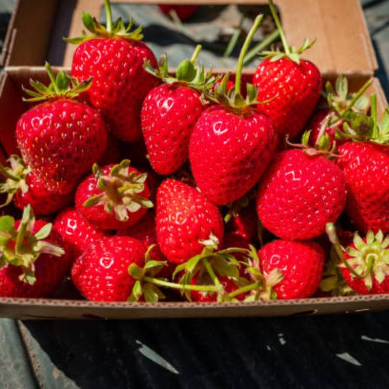 Strawberry Roots for Planting, Sparkle Strawberry, 50 Per Pack, Large Fruit Bearing Perennial, Junebearing Plants for Backyard and Garden